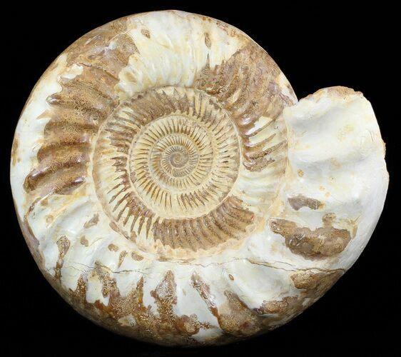 Jurassic Ammonite Fossil With Stand - Sakaraha, Madagascar #51260